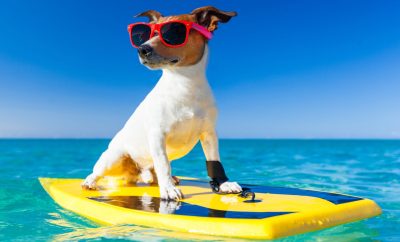 Pets in PCB